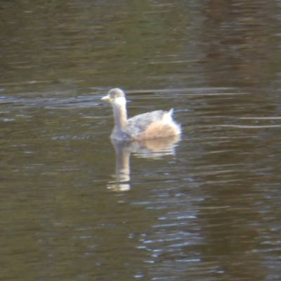 Tachybaptus novaehollandiae (Australasian Grebe) at Yass River, NSW - 25 Apr 2021 by SenexRugosus