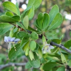 Lycium ferocissimum (African Boxthorn) at Jerrabomberra, ACT - 25 Apr 2021 by Mike