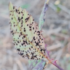 zz rusts, leaf spots, at Jerrabomberra, ACT - 25 Apr 2021 by Mike