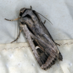 Proteuxoa undescribed species near paragypsa (A Noctuid moth) at Wyanbene, NSW - 16 Apr 2021 by ibaird