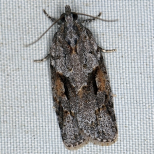 Acropolitis rudisana at Wyanbene, NSW - 16 Apr 2021