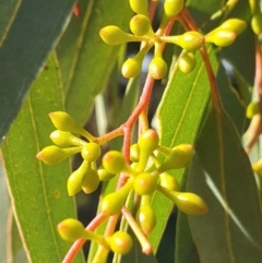 Eucalyptus melliodora (Yellow Box) at Mount Painter - 25 Apr 2021 by drakes