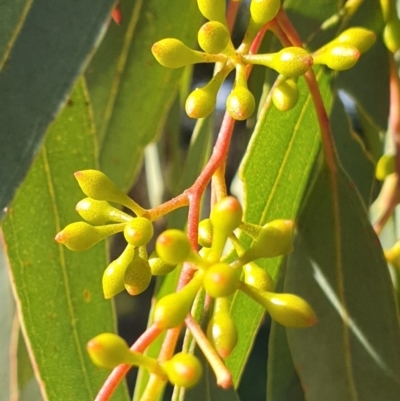 Eucalyptus melliodora (Yellow Box) at Mount Painter - 25 Apr 2021 by drakes