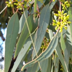 Eucalyptus melliodora at Mount Painter - 25 Apr 2021