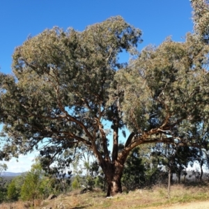 Eucalyptus melliodora at Mount Painter - 25 Apr 2021