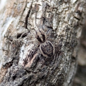 Maratus plumosus at Bango, NSW - 24 Feb 2021