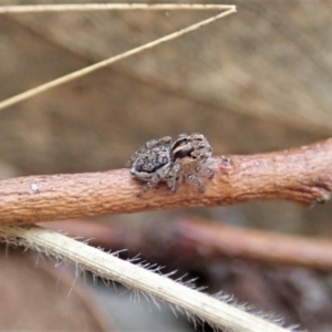 Maratus plumosus at Bango, NSW - 24 Feb 2021