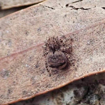 Maratus vespertilio (Bat-like peacock spider) at Bango, NSW - 24 Feb 2021 by CathB