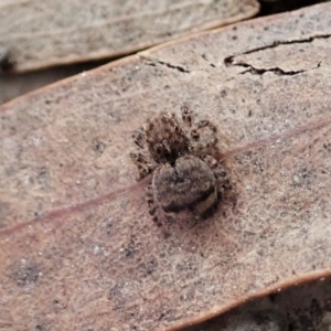 Maratus vespertilio at Bango, NSW - 24 Feb 2021