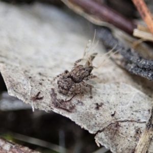 Maratus vespertilio at Bango, NSW - 24 Feb 2021