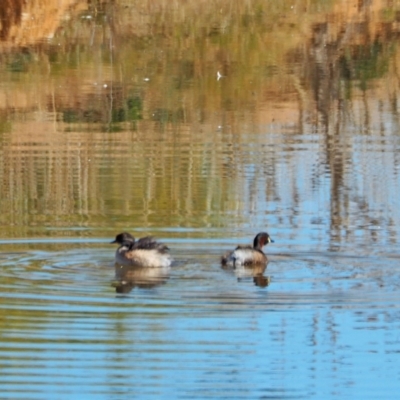 Tachybaptus novaehollandiae (Australasian Grebe) at Oaks Estate, ACT - 25 Apr 2021 by wombey