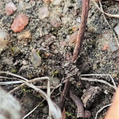 Paraoxypilus tasmaniensis (Black bark mantis or Boxing mantis) at Bango, NSW - 24 Feb 2021 by CathB