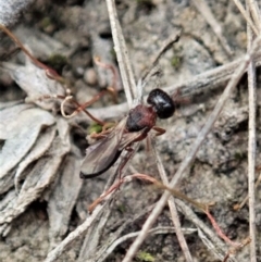 Scelionidae (family) at Bango, NSW - 24 Feb 2021