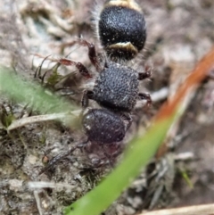 Mutillidae (family) (Unidentified Mutillid wasp or velvet ant) at Bango, NSW - 24 Feb 2021 by CathB