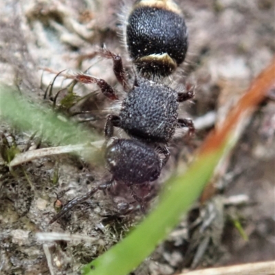 Mutillidae (family) (Unidentified Mutillid wasp or velvet ant) at Bango, NSW - 24 Feb 2021 by CathB