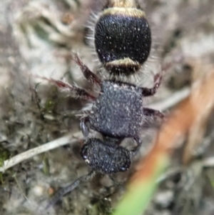 Mutillidae (family) at Bango Nature Reserve - 24 Feb 2021 03:04 PM