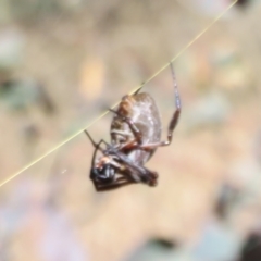 Trichonephila edulis (Golden orb weaver) at Symonston, ACT - 22 Apr 2021 by Christine