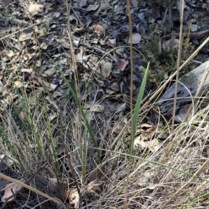 Lyperanthus suaveolens at Aranda, ACT - suppressed