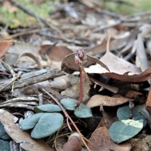 Acianthus collinus at Holt, ACT - suppressed