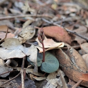 Acianthus collinus at Holt, ACT - suppressed