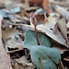 Acianthus collinus at Holt, ACT - suppressed