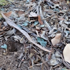 Acianthus collinus at Holt, ACT - suppressed