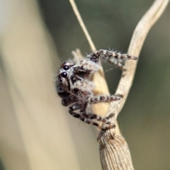 Clynotis severus (Stern Jumping Spider) at Holt, ACT - 25 Apr 2021 by CathB