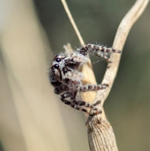 Clynotis severus at Holt, ACT - 25 Apr 2021