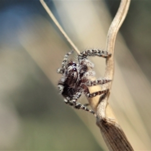 Clynotis severus at Holt, ACT - 25 Apr 2021