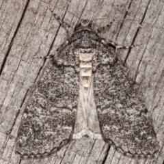 Smyriodes undescribed species nr aplectaria at Melba, ACT - 23 Apr 2021 by kasiaaus