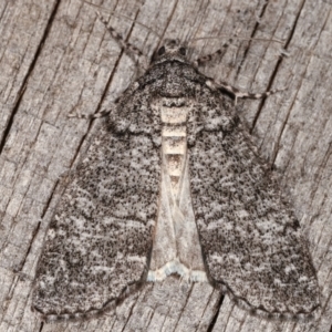 Smyriodes undescribed species nr aplectaria at Melba, ACT - 23 Apr 2021 09:11 PM