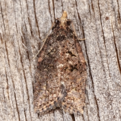 Capua intractana (A Tortricid moth) at Melba, ACT - 23 Apr 2021 by kasiaaus