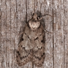 Palimmeces undescribed species nr hemiphanes (A Concealer moth) at Melba, ACT - 23 Apr 2021 by kasiaaus