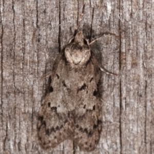 Palimmeces undescribed species nr hemiphanes at Melba, ACT - 23 Apr 2021