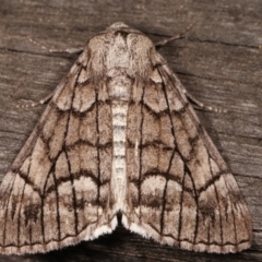 Stibaroma undescribed species (A Line-moth) at Melba, ACT - 23 Apr 2021 by kasiaaus