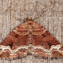 Epyaxa subidaria (Subidaria Moth) at Melba, ACT - 24 Apr 2021 by kasiaaus