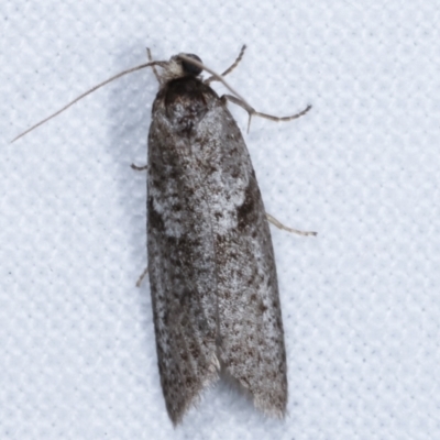 Lepidoscia euryptera (A case moth) at Melba, ACT - 25 Apr 2021 by kasiaaus