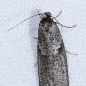 Lepidoscia euryptera at Melba, ACT - 25 Apr 2021