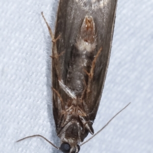 Lepidoscia euryptera at Melba, ACT - 25 Apr 2021