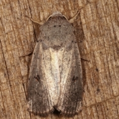 Proteuxoa tibiata (Horseshoe Noctuid) at Melba, ACT - 25 Apr 2021 by kasiaaus