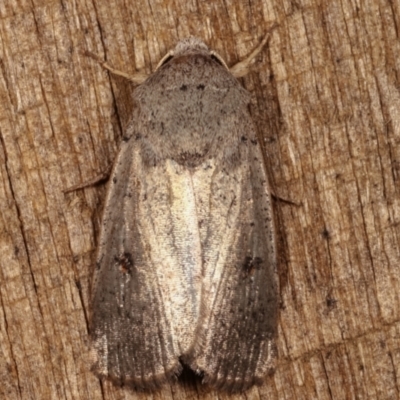 Proteuxoa tibiata (Horseshoe Noctuid) at Melba, ACT - 25 Apr 2021 by kasiaaus