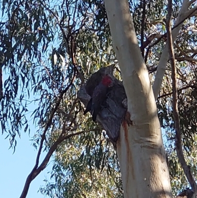 Callocephalon fimbriatum (Gang-gang Cockatoo) at Hackett, ACT - 24 Apr 2021 by Kym