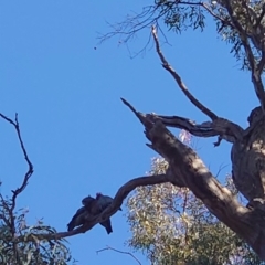 Callocephalon fimbriatum (Gang-gang Cockatoo) at Ainslie, ACT - 23 Apr 2021 by Kym