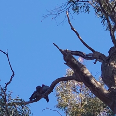 Callocephalon fimbriatum (Gang-gang Cockatoo) at Ainslie, ACT - 23 Apr 2021 by Kym