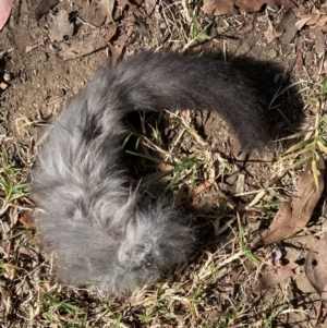 Petaurus notatus at Cook, ACT - 26 Apr 2021