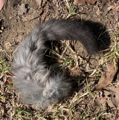 Petaurus notatus (Krefft’s Glider, Sugar Glider) at Cook, ACT - 26 Apr 2021 by Tammy