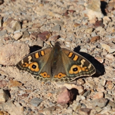 Junonia villida (Meadow Argus) at Holt, ACT - 24 Apr 2021 by Tammy