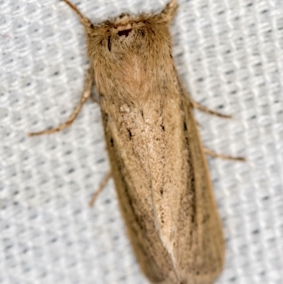 Bathytricha truncata (Sugarcane Stem Borer, Maned Moth) at Melba, ACT - 13 Jan 2021 by Bron