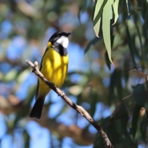 Pachycephala pectoralis at Aranda, ACT - 24 Apr 2021