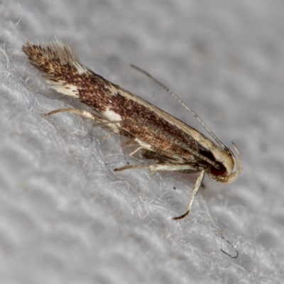 Labdia oxysema (A Curved-horn moth) at Melba, ACT - 13 Jan 2021 by Bron